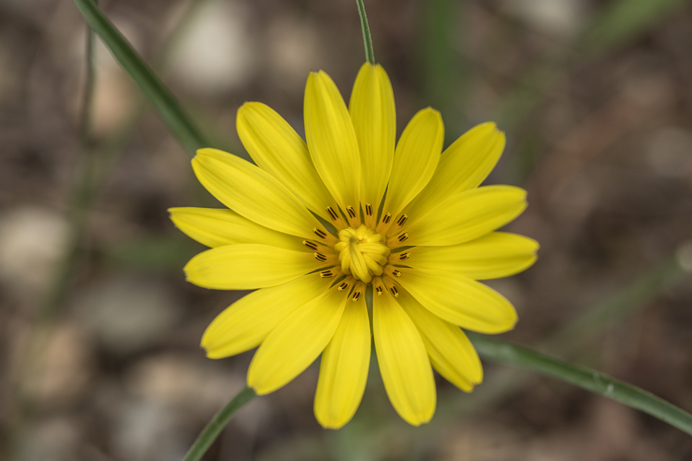 Изображение особи род Tragopogon.