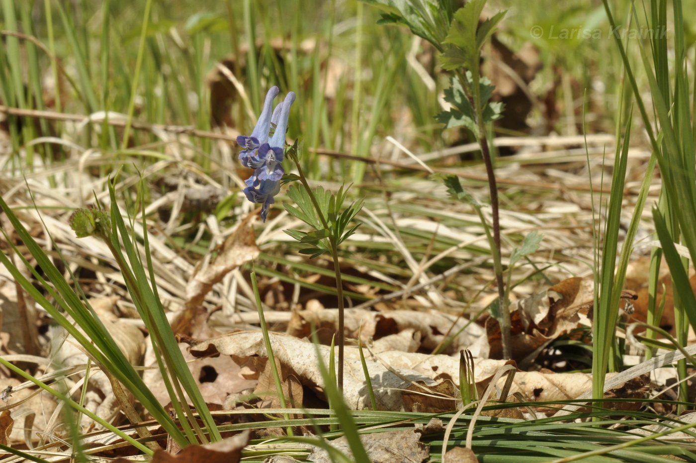 Image of genus Corydalis specimen.