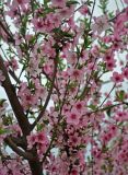 Persica vulgaris. Часть ветви с цветками. Калмыкия, Лаганский р-н, г. Лагань, в культуре. 22.04.2021.