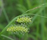 Carex vesicaria