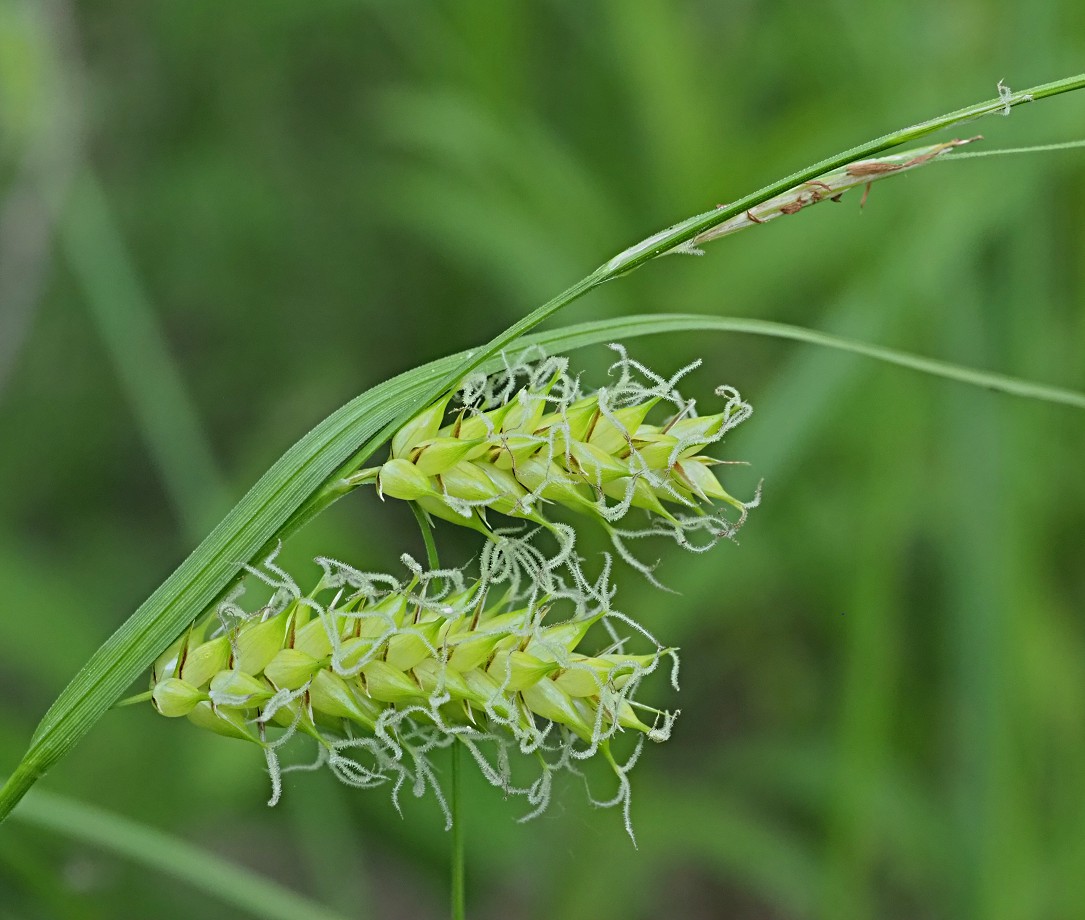 Изображение особи Carex vesicaria.