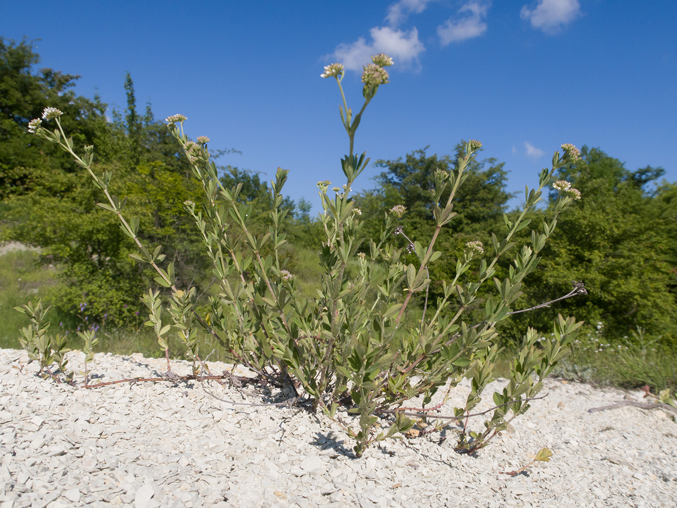 Изображение особи Dorycnium herbaceum.