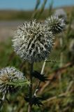 Echinops sphaerocephalus