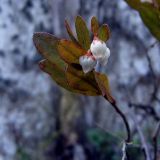 Chamaedaphne calyculata. Верхушка побега с листьями и соцветием. Чувашия, окрестности г. Шумерля, урочище \"Торф\". 3 мая 2005 г.