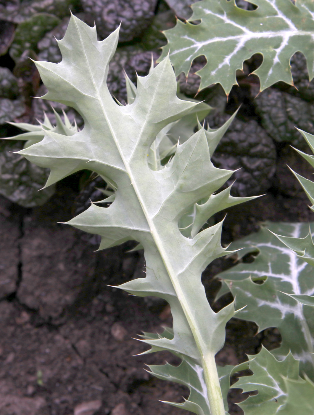 Изображение особи Argemone ochroleuca.