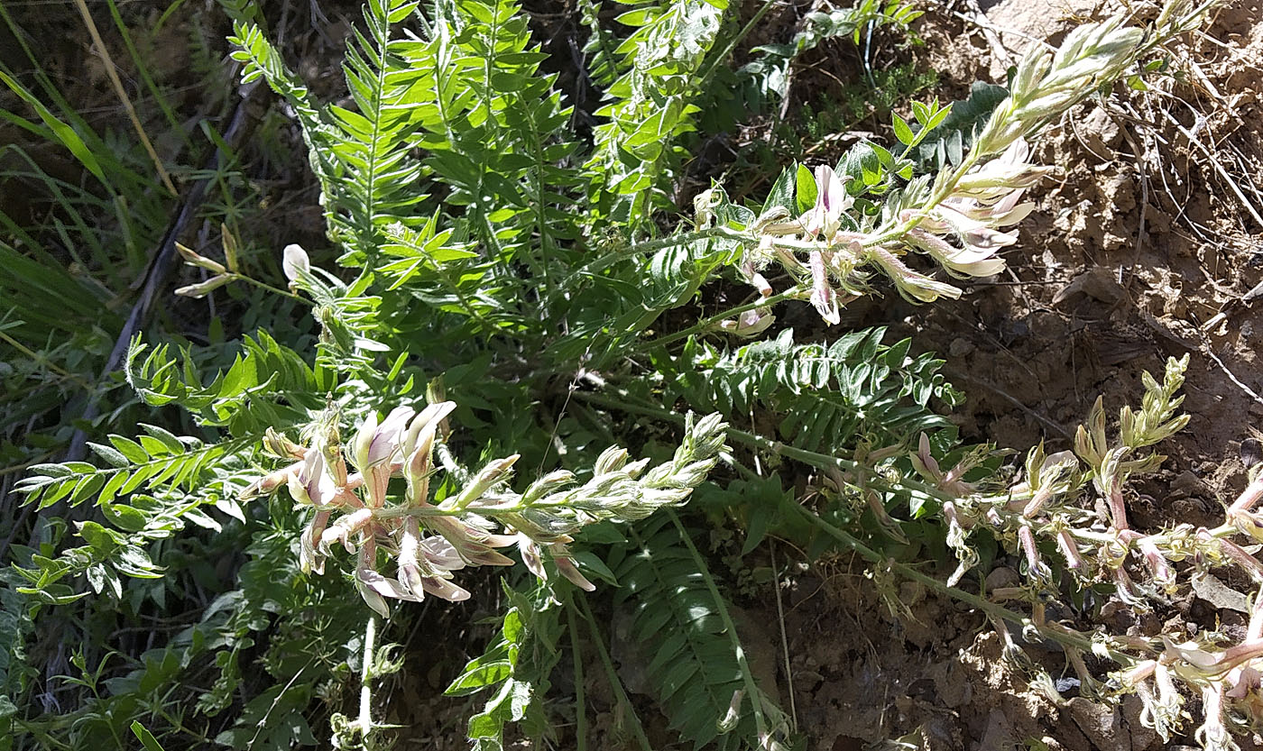 Image of Oxytropis baissunensis specimen.