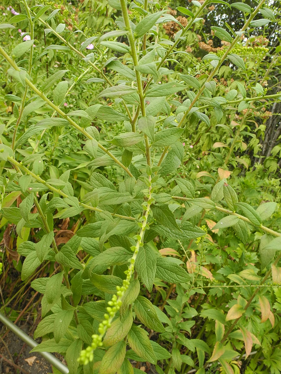 Image of Solidago rugosa specimen.