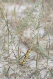 genus Euphorbia. Веточки с гусеницей. Крым, природный парк регионального значения «Белая скала», меловой склон. 11 августа 2021 г.