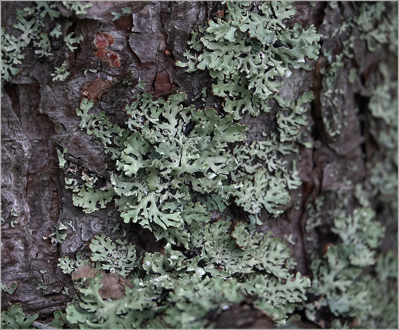 Image of Hypogymnia physodes specimen.