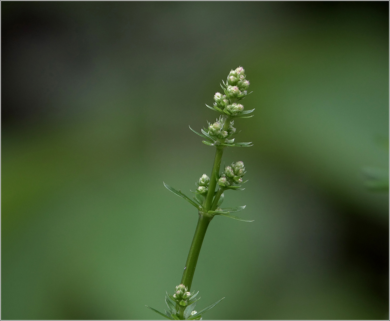 Изображение особи Galium mollugo.