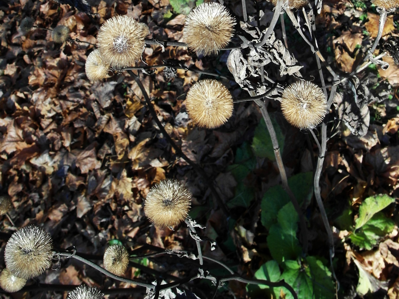 Изображение особи Telekia speciosa.