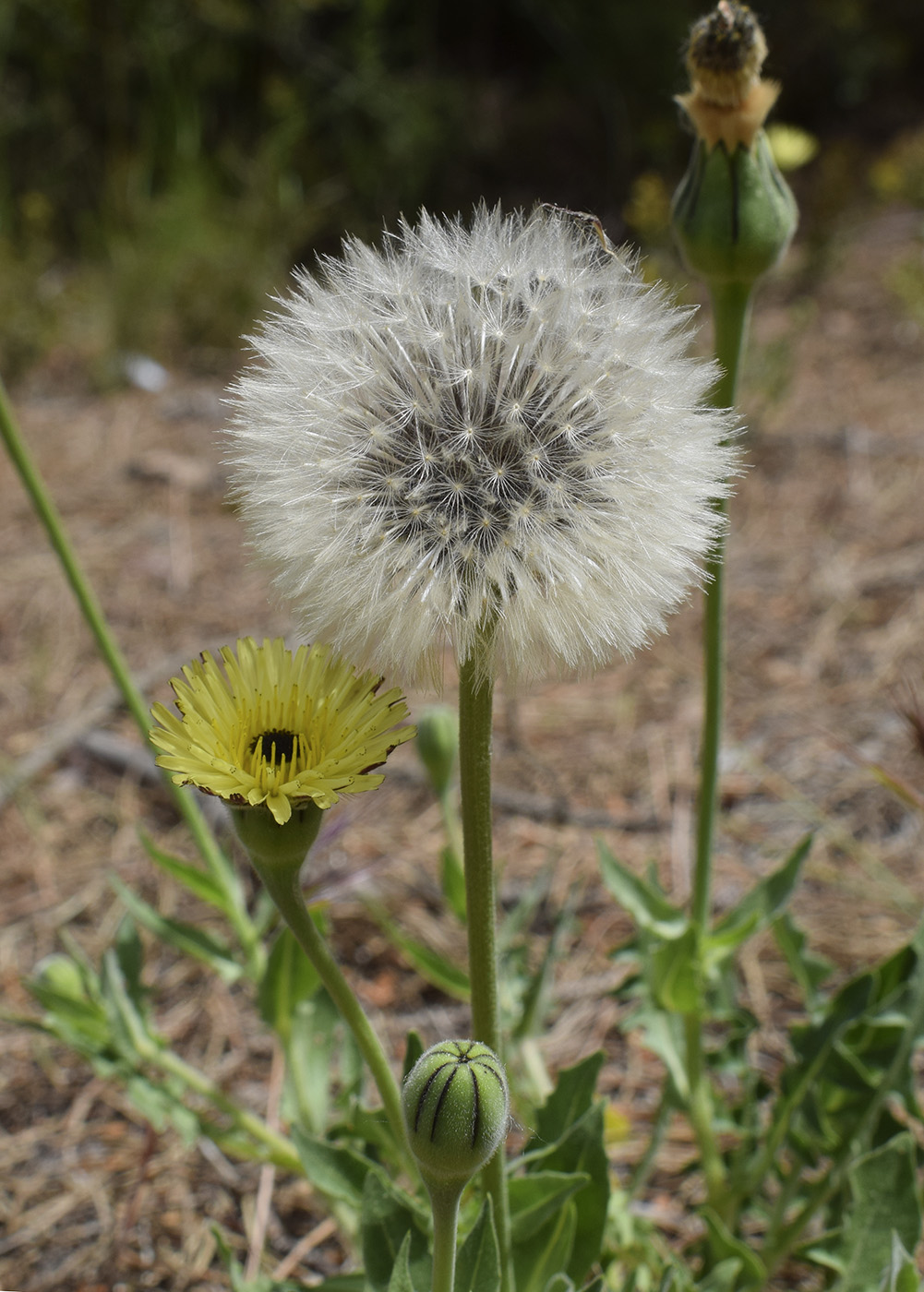 Изображение особи Urospermum dalechampii.