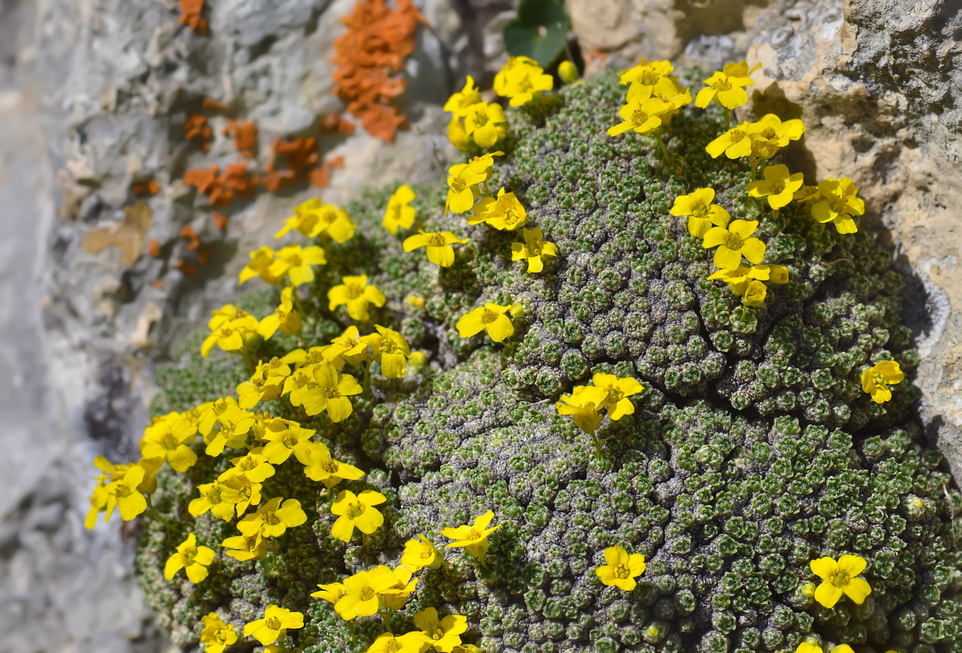 Image of Draba bryoides specimen.