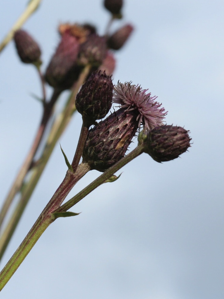 Image of Cirsium setosum specimen.