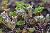 Sedum hispanicum. Цветущее растение (в сообществе с вегетирующим Sedum oppositifolium). Республика Северная Осетия-Алания, Ирафский р-н, Большой Кавказ, левый берег р. Даргонком, ≈ 1880 м н.у.м., каменистый берег реки. 05.07.2021.