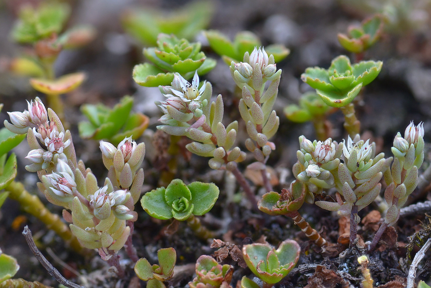 Изображение особи Sedum hispanicum.