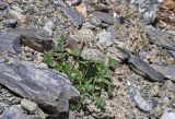 Pachypleurum alpinum. Цветущее растение. Алтай, Северо-Чуйский хребет, окр. ледника Большой Актру, ≈ 2800 м н.у.м., каменистый склон. 03.07.2021.