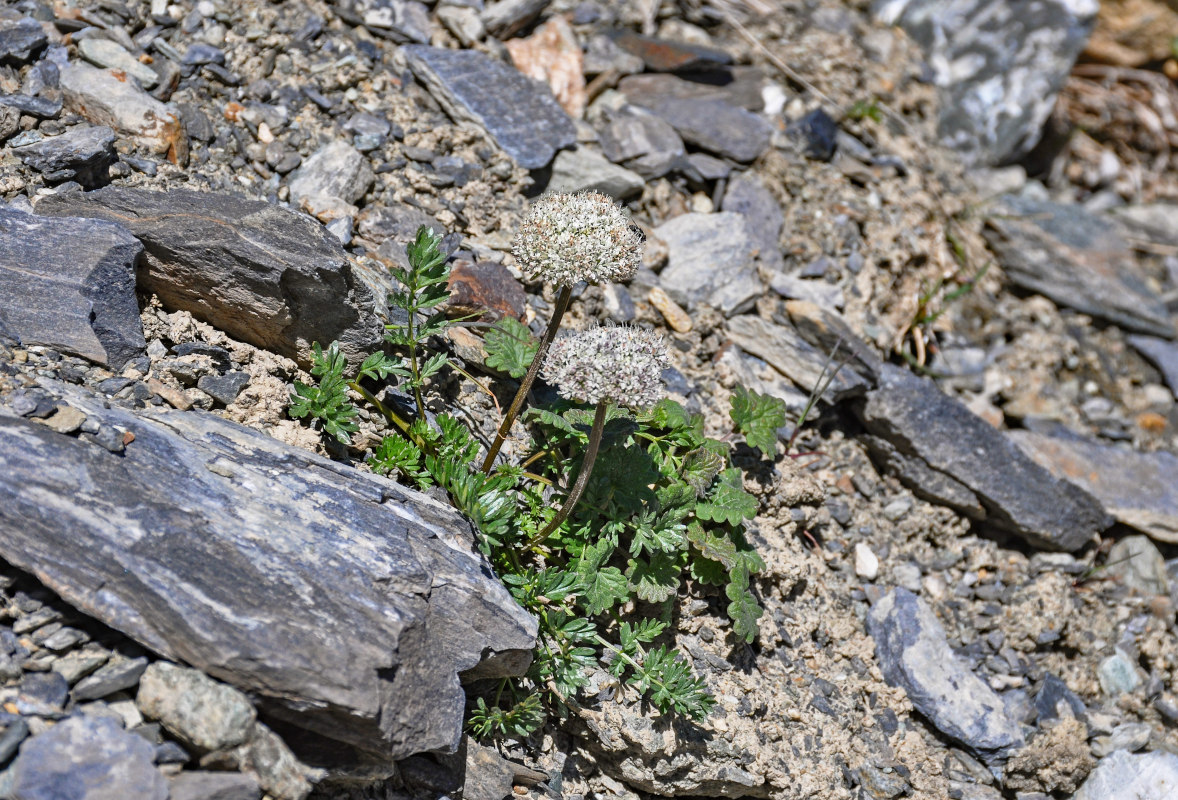 Изображение особи Pachypleurum alpinum.