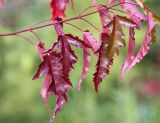 Acer ginnala. Верхушка побега. Коми, окр. г. Сыктывкар, пос. Максаковка, дачный участок. 20.09.2019.