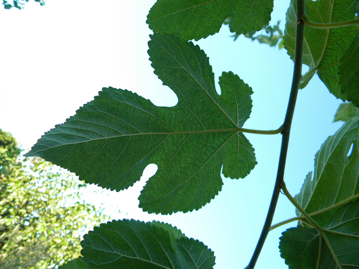 Image of Ficus carica specimen.