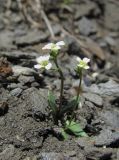 Draba supranivalis
