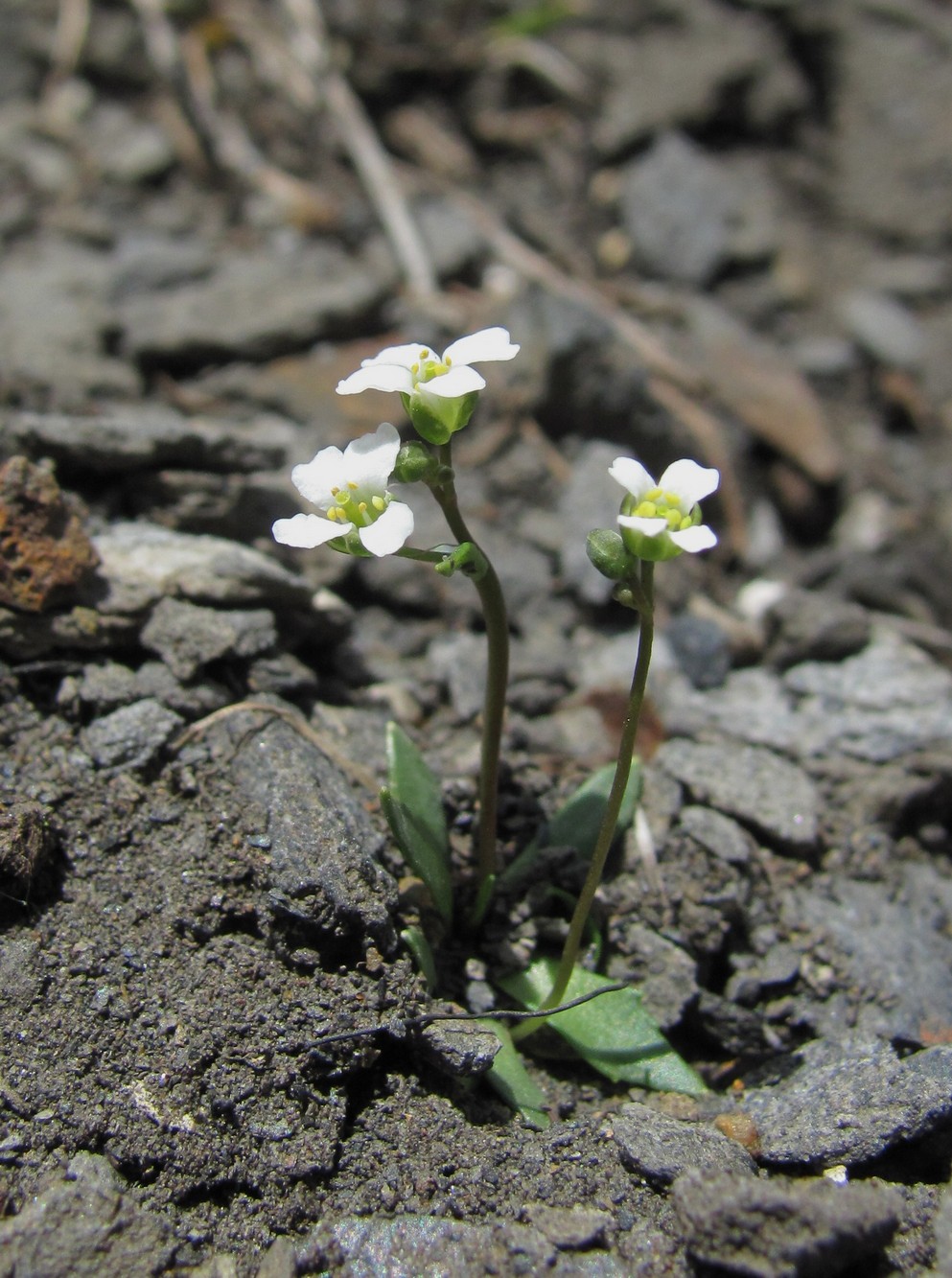 Image of Draba supranivalis specimen.