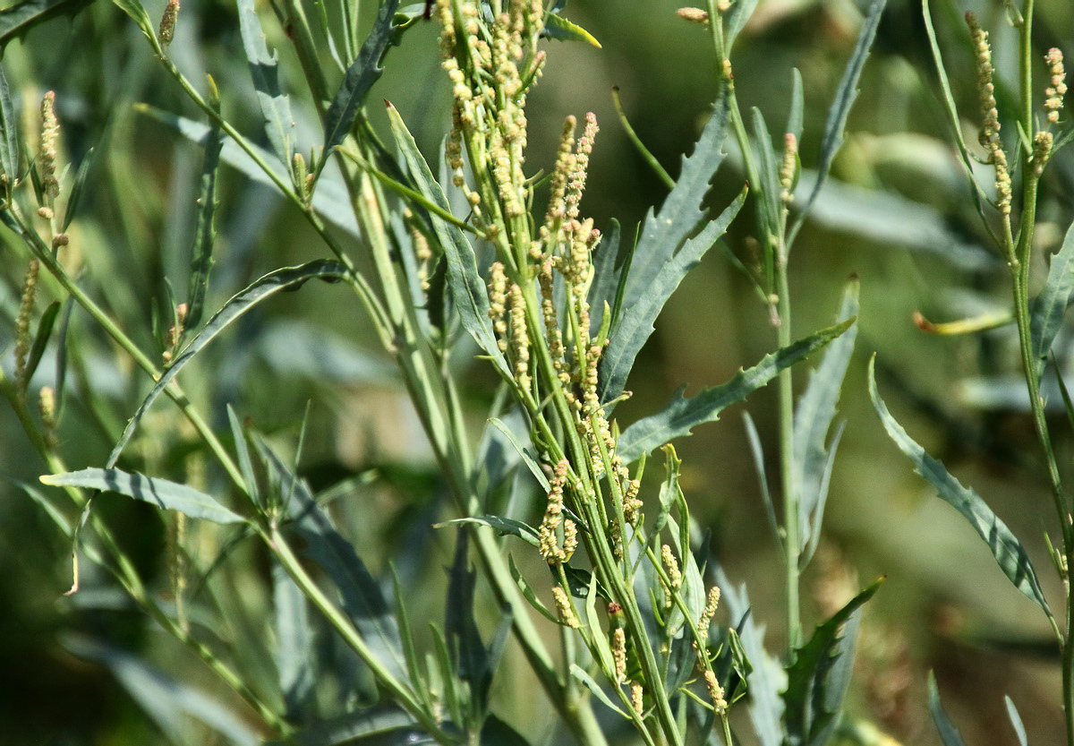 Image of Atriplex laevis specimen.