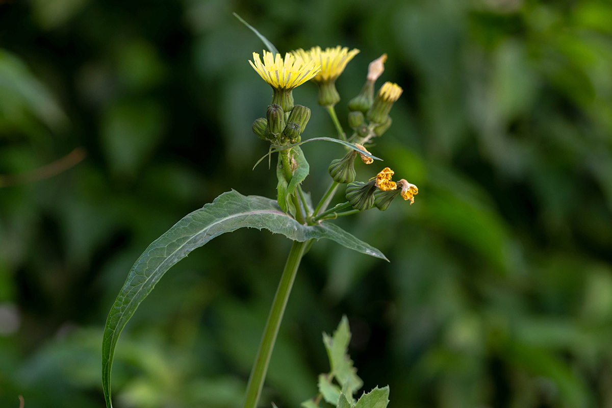 Image of Sonchus oleraceus specimen.