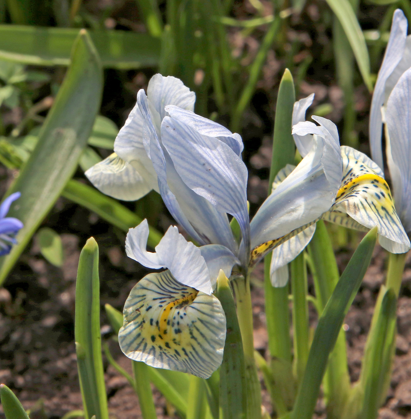 Изображение особи Iridodictyum × catharinae.