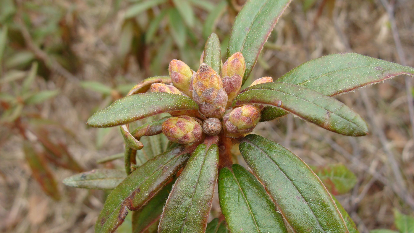 Image of Ledum maximum specimen.