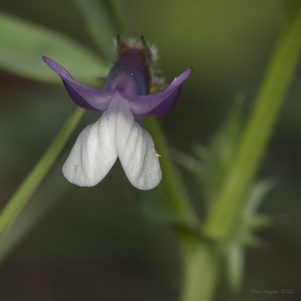 Image of Vicia bithynica specimen.