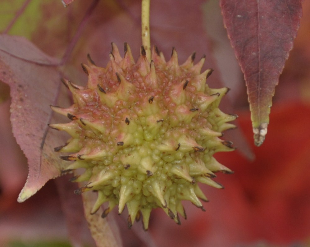 Image of Liquidambar styraciflua specimen.