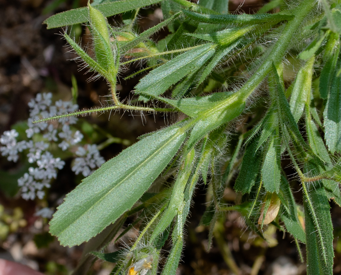 Image of Ononis viscosa specimen.