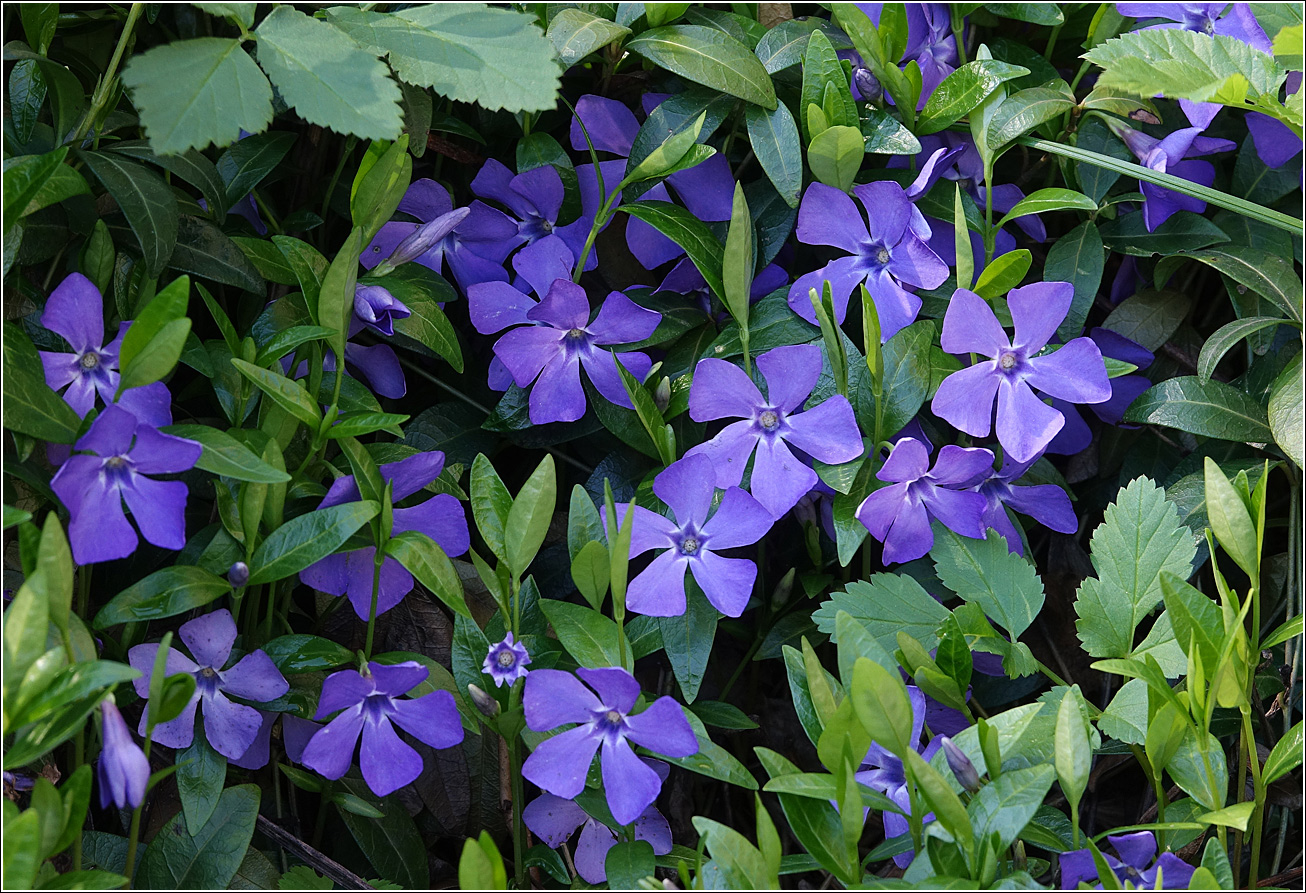 Image of Vinca minor specimen.