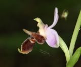 Ophrys oestrifera. Цветок. Дагестан, Магарамкентский р-н, окр. с. Хтун-Казмаляр, Самурский лес. 7 мая 2022 г.