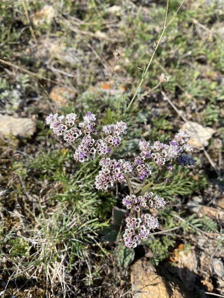 Image of Goniolimon speciosum specimen.