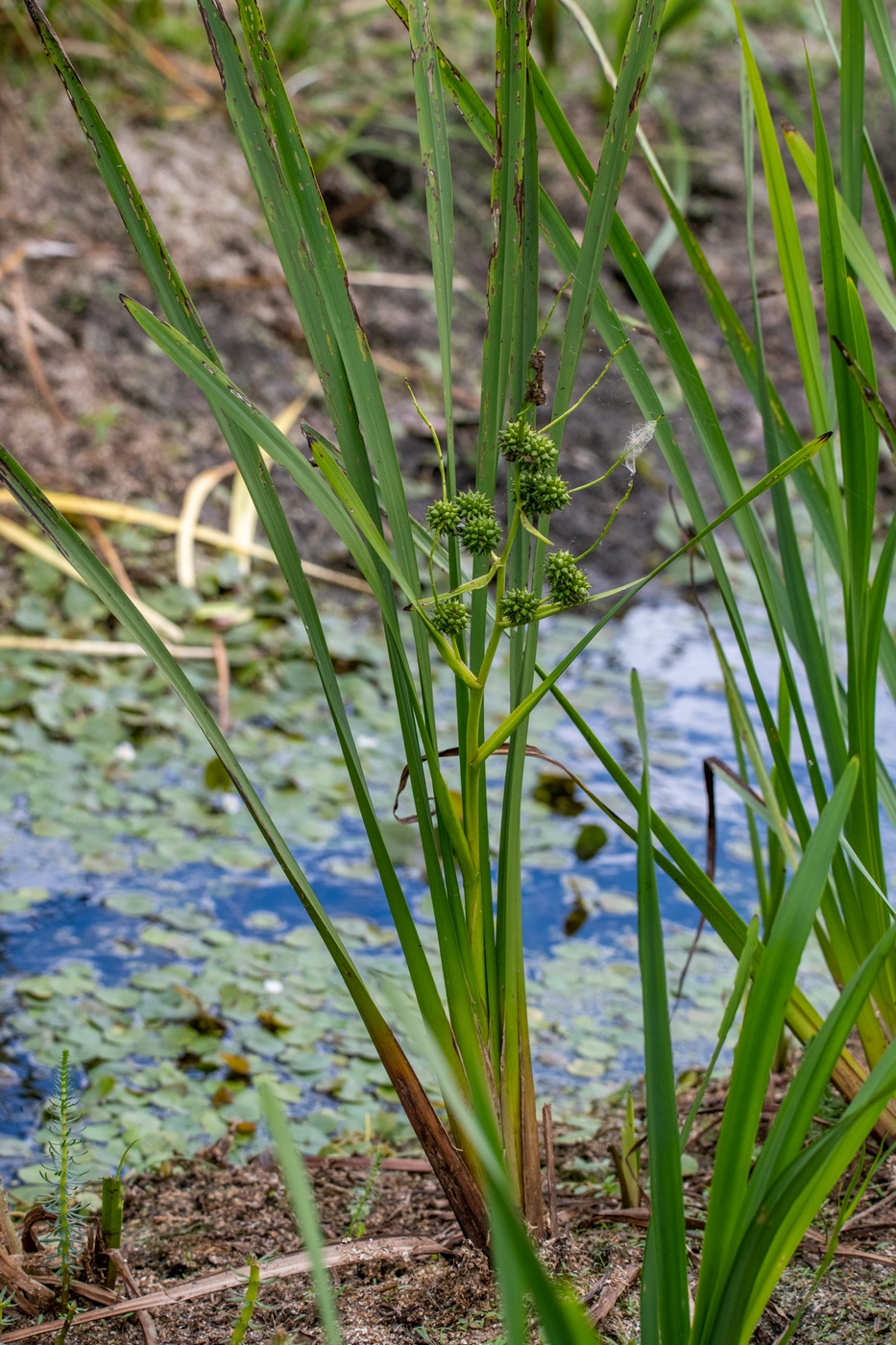 Изображение особи Sparganium erectum.