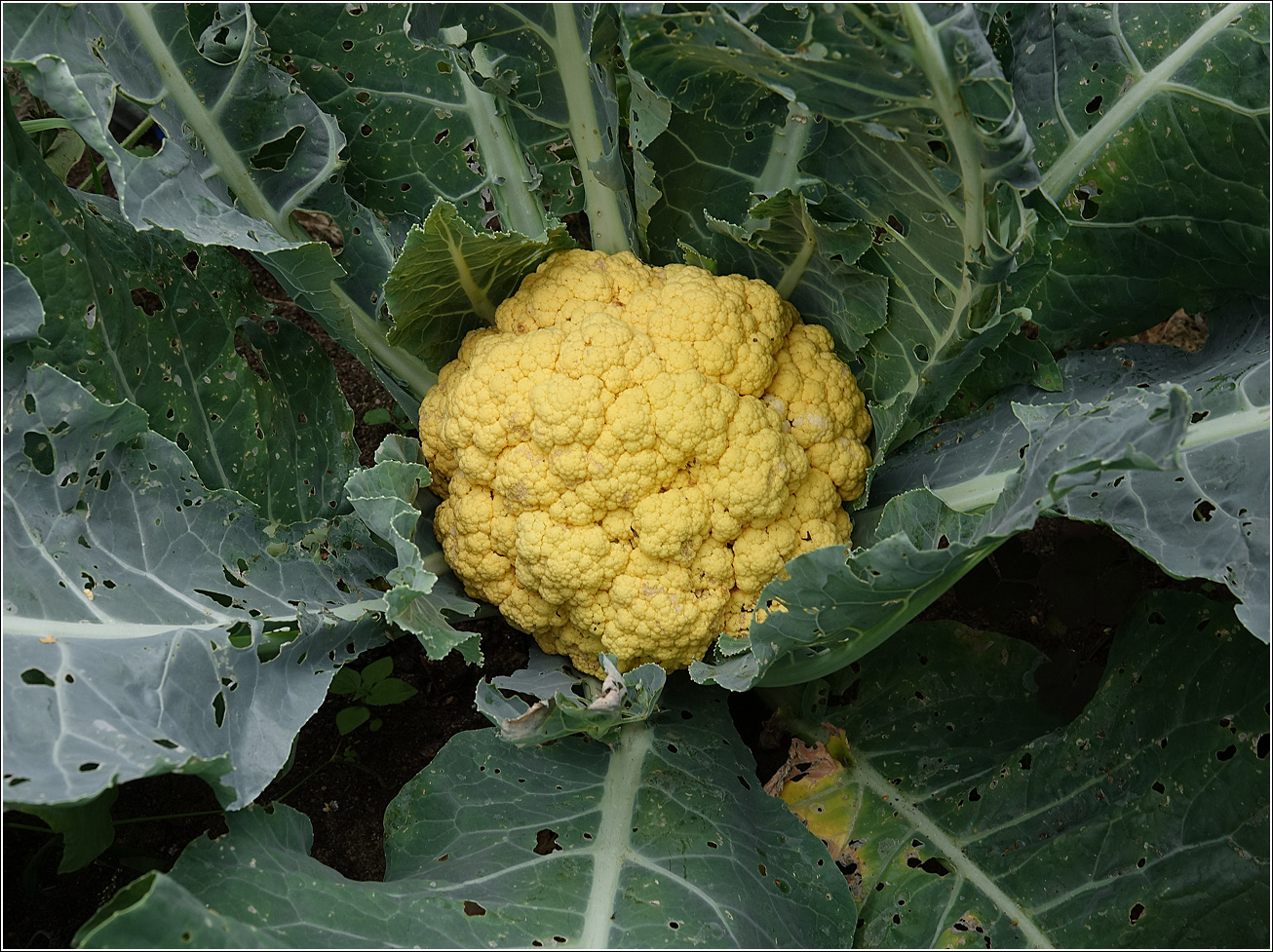 Изображение особи Brassica oleracea var. botrytis.