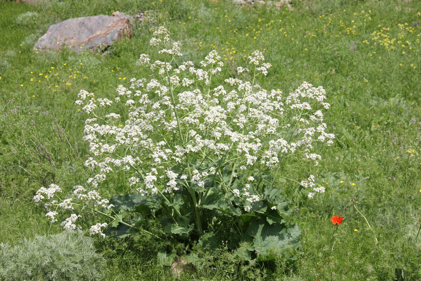 Изображение особи Crambe kotschyana.