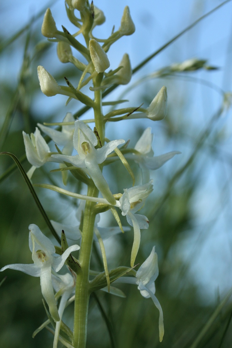 Изображение особи Platanthera bifolia.