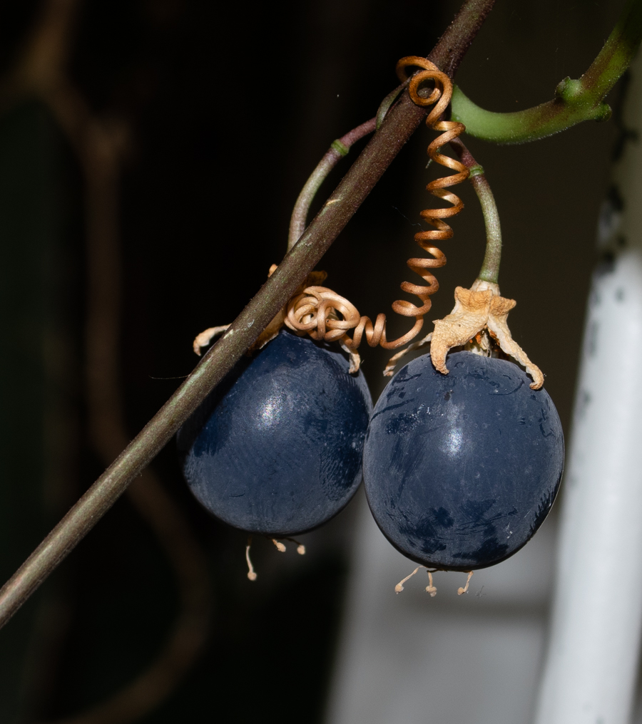 Image of Passiflora coriacea specimen.