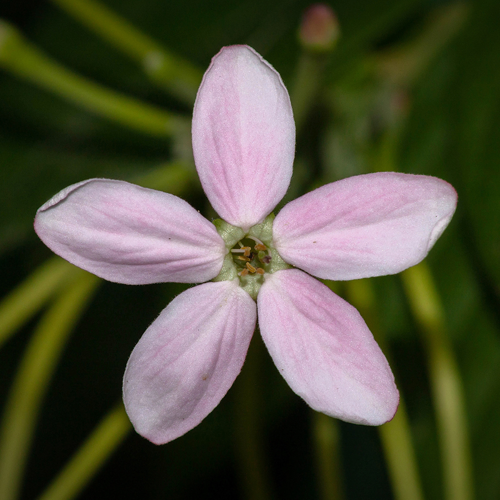 Image of Combretum indicum specimen.