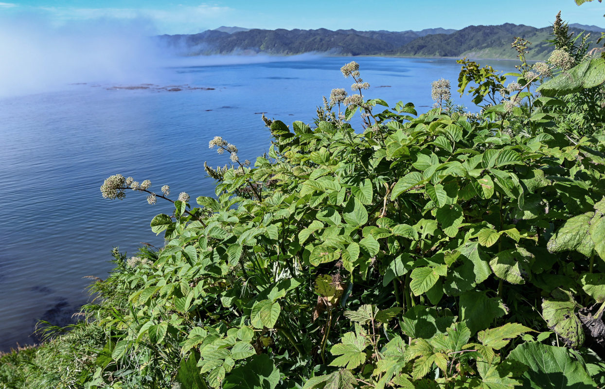 Изображение особи Aralia cordata.