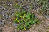 Potentilla conferta