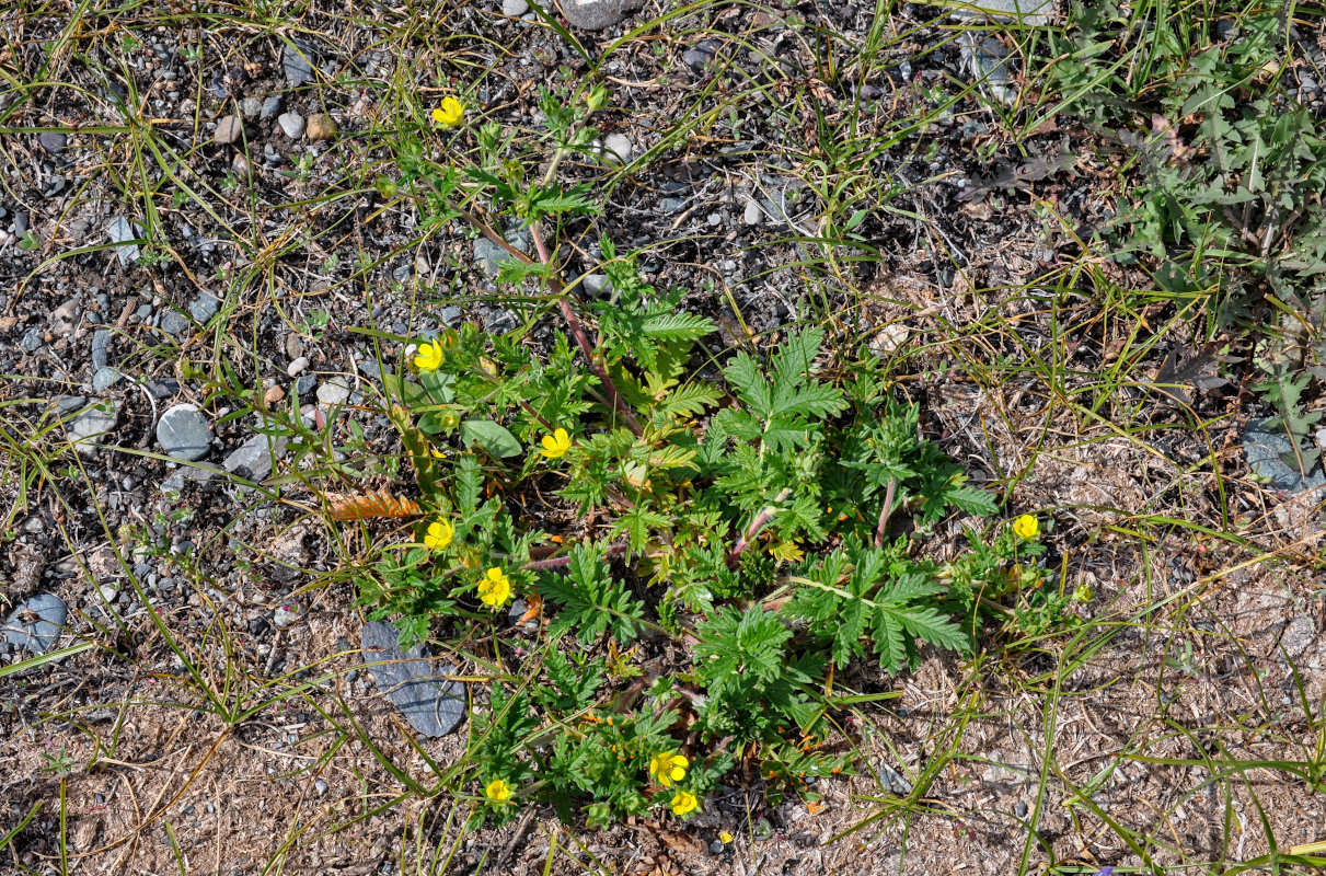 Изображение особи Potentilla conferta.