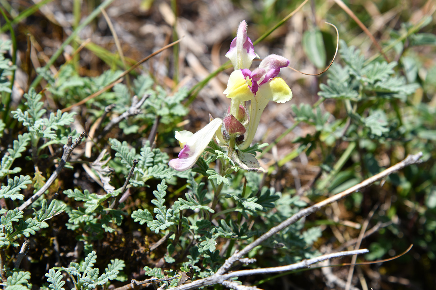 Image of Scutellaria przewalskii specimen.