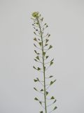 Image of taxon representative. Author is Раду Кибзий
