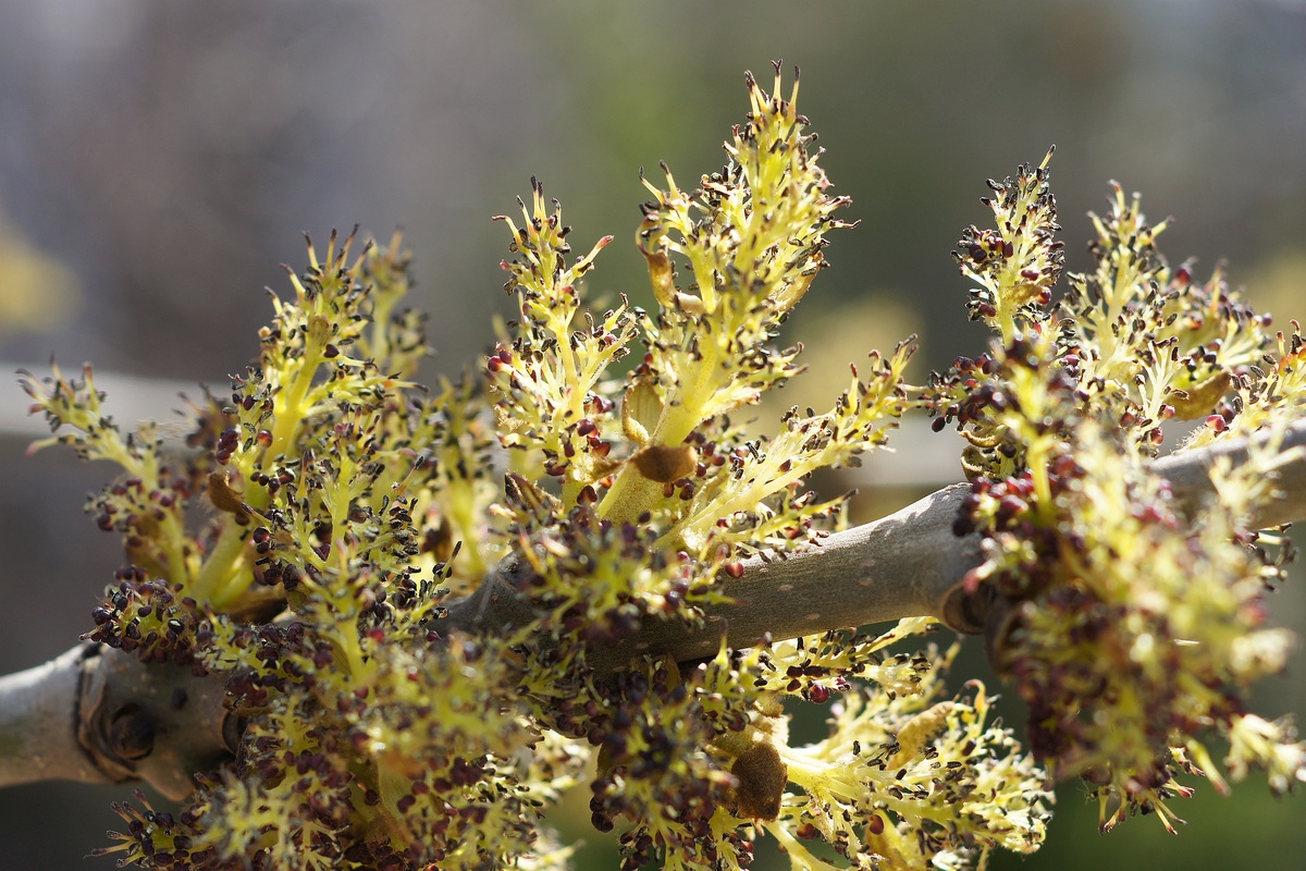 Image of genus Fraxinus specimen.