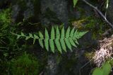 genus Dryopteris. Вайя (вид на абаксиальную поверхность). Республика Адыгея, долина р. Белая, 20 м от устья руч. Сибирь, небольшие заросли деревьев и кустов на левом берегу. 31 июля 2022 г.