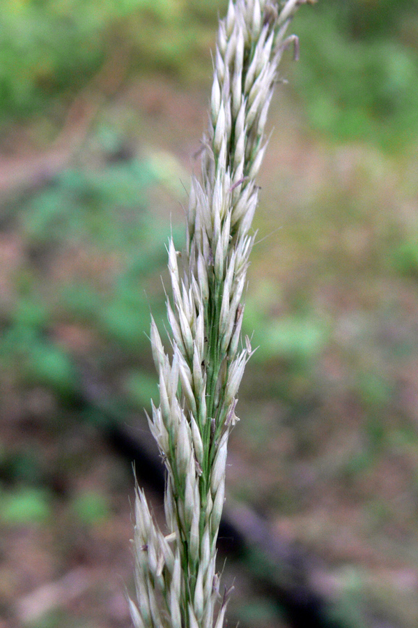 Image of Calamagrostis arundinacea specimen.